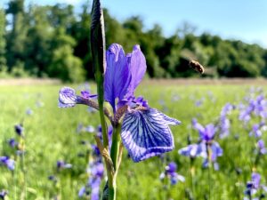Sinnvoll führen in Zeiten von Veränderung – Das sinnorientierte Führungsmodell als Kompass für die neue Arbeitswelt
